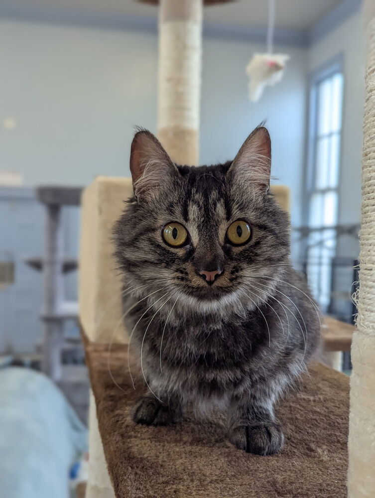 Linda, an adoptable Domestic Medium Hair in McPherson, KS, 67460 | Photo Image 2