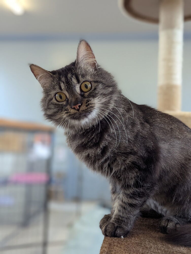 Linda, an adoptable Domestic Medium Hair in McPherson, KS, 67460 | Photo Image 3