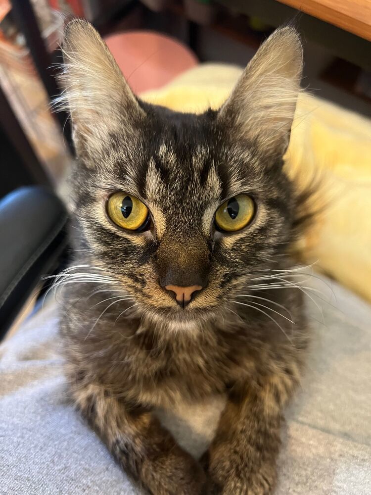Linda, an adoptable Domestic Medium Hair in McPherson, KS, 67460 | Photo Image 4