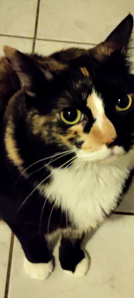 Nala