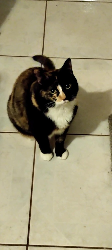 Nala 2