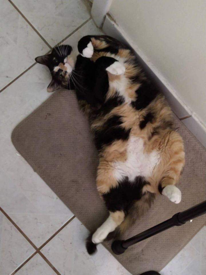 Nala 3