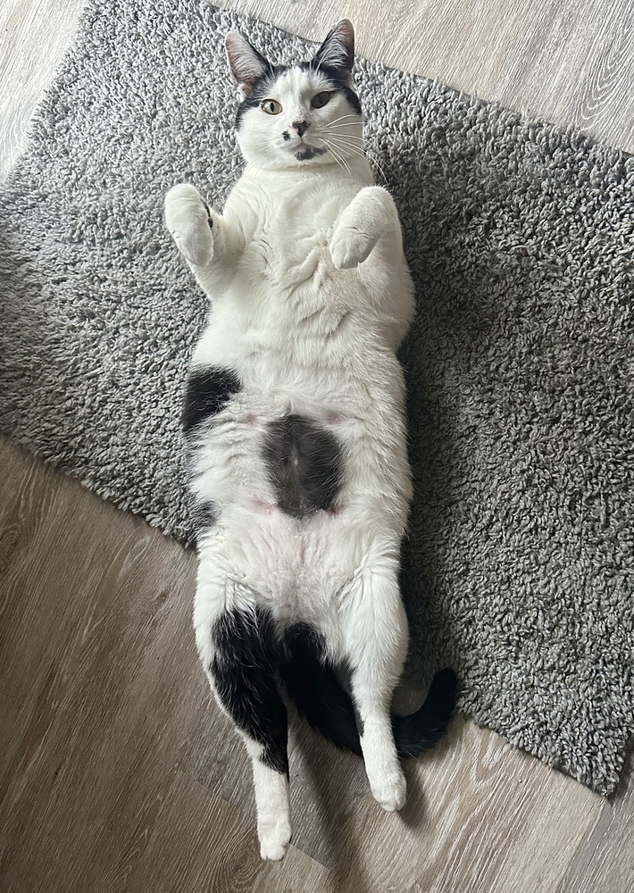 Godiva Kitty 2
