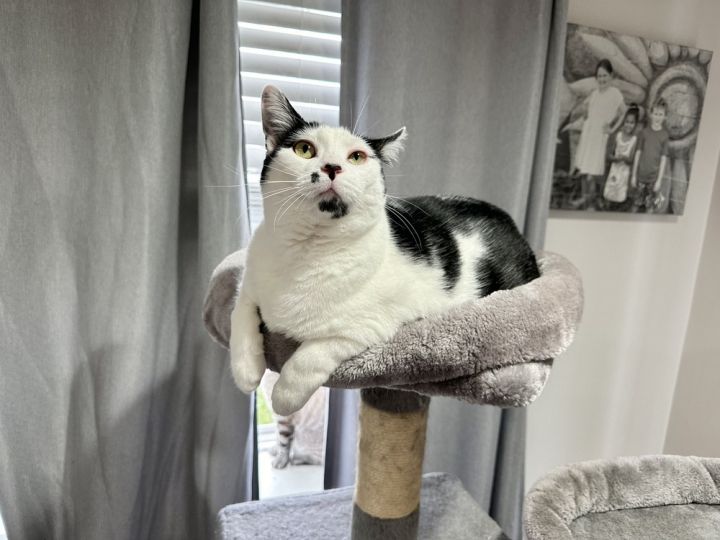 Godiva Kitty 3