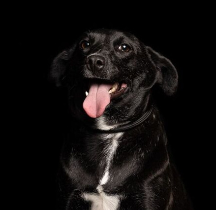 IZZY, an adoptable Labrador Retriever in Langley, BC, V2Y 3K1 | Photo Image 1