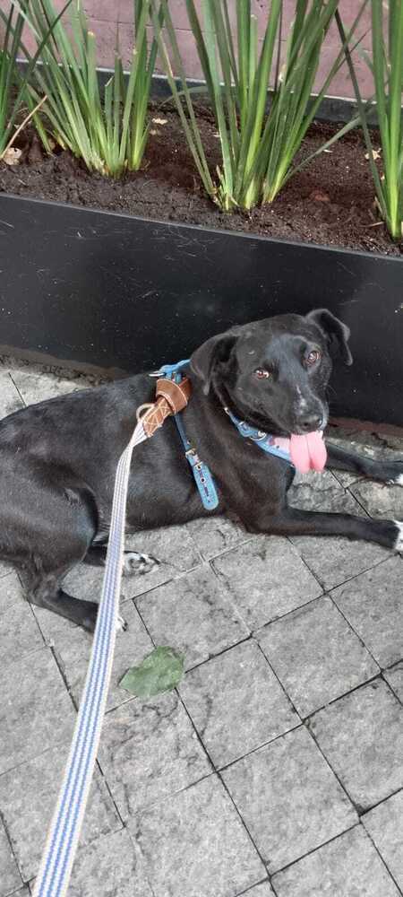 IZZY, an adoptable Labrador Retriever in Langley, BC, V2Y 3K1 | Photo Image 2