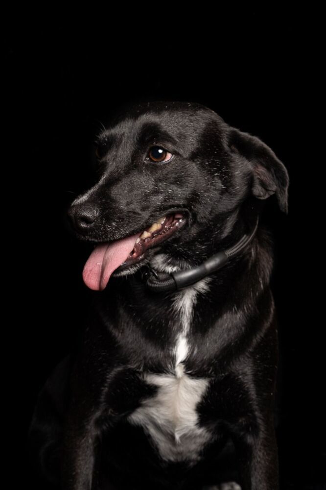 IZZY, an adoptable Labrador Retriever in Langley, BC, V2Y 3K1 | Photo Image 3