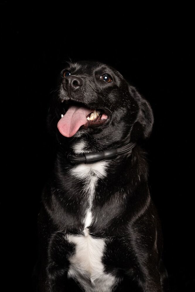 IZZY, an adoptable Labrador Retriever in Langley, BC, V2Y 3K1 | Photo Image 4