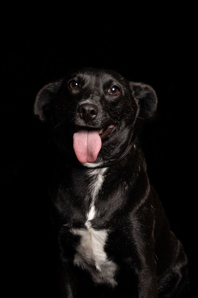 IZZY, an adoptable Labrador Retriever in Langley, BC, V2Y 3K1 | Photo Image 6