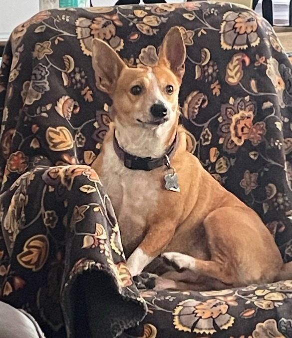 Taco