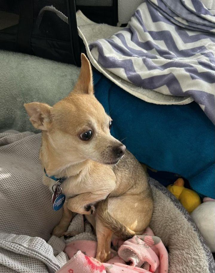 Buddy 1