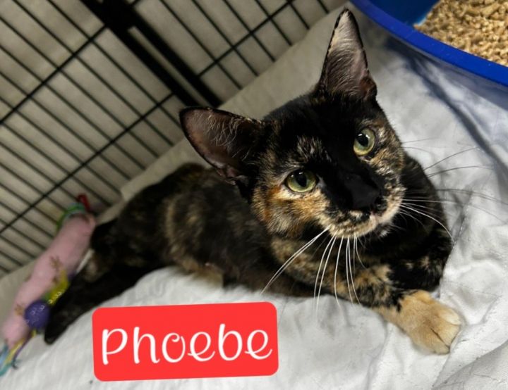 Phoebe 1