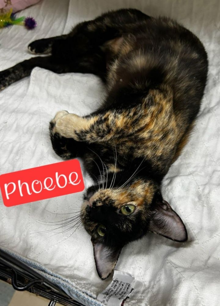 Phoebe 2