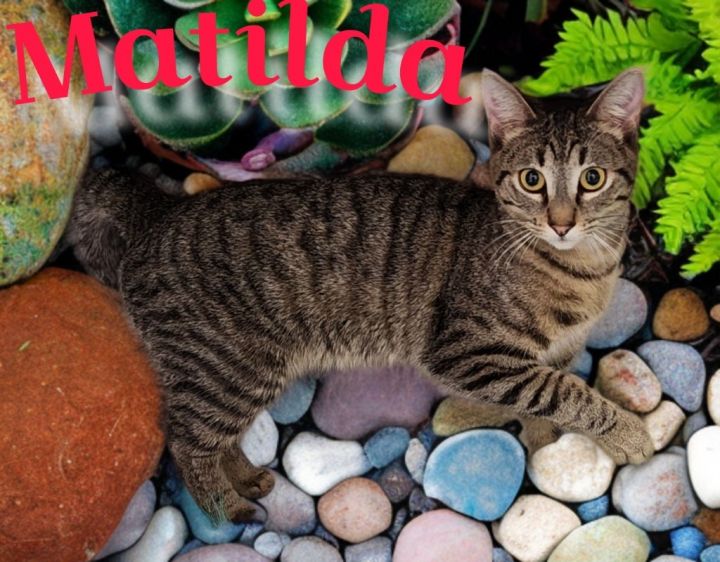 Matilda 1