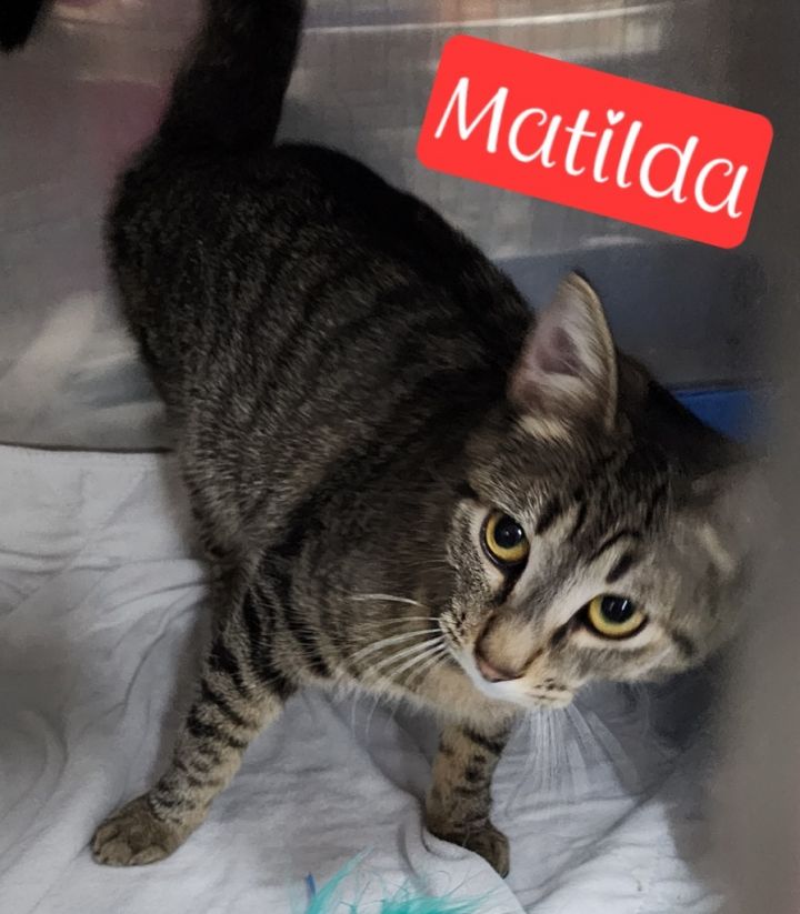 Matilda 2