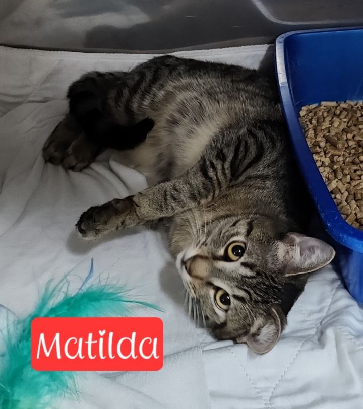 Matilda 3