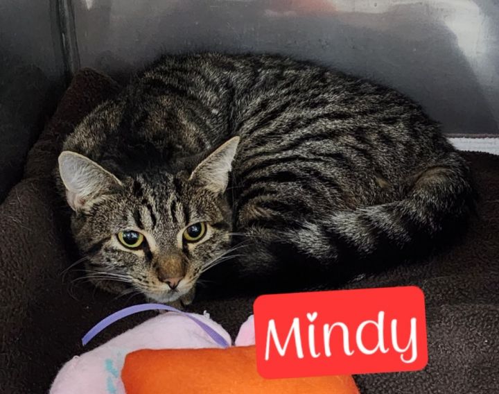 Mindy 2