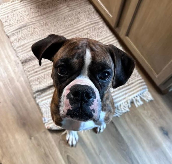 Laverne - ADOPTION PENDING!!