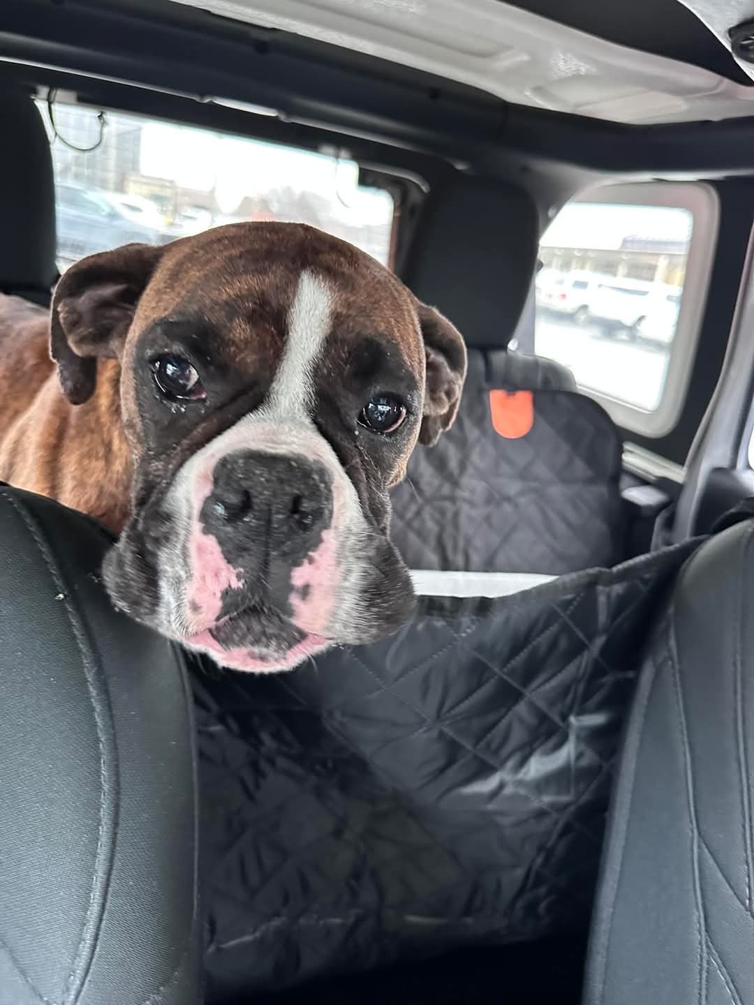 Laverne - ADOPTION PENDING!!