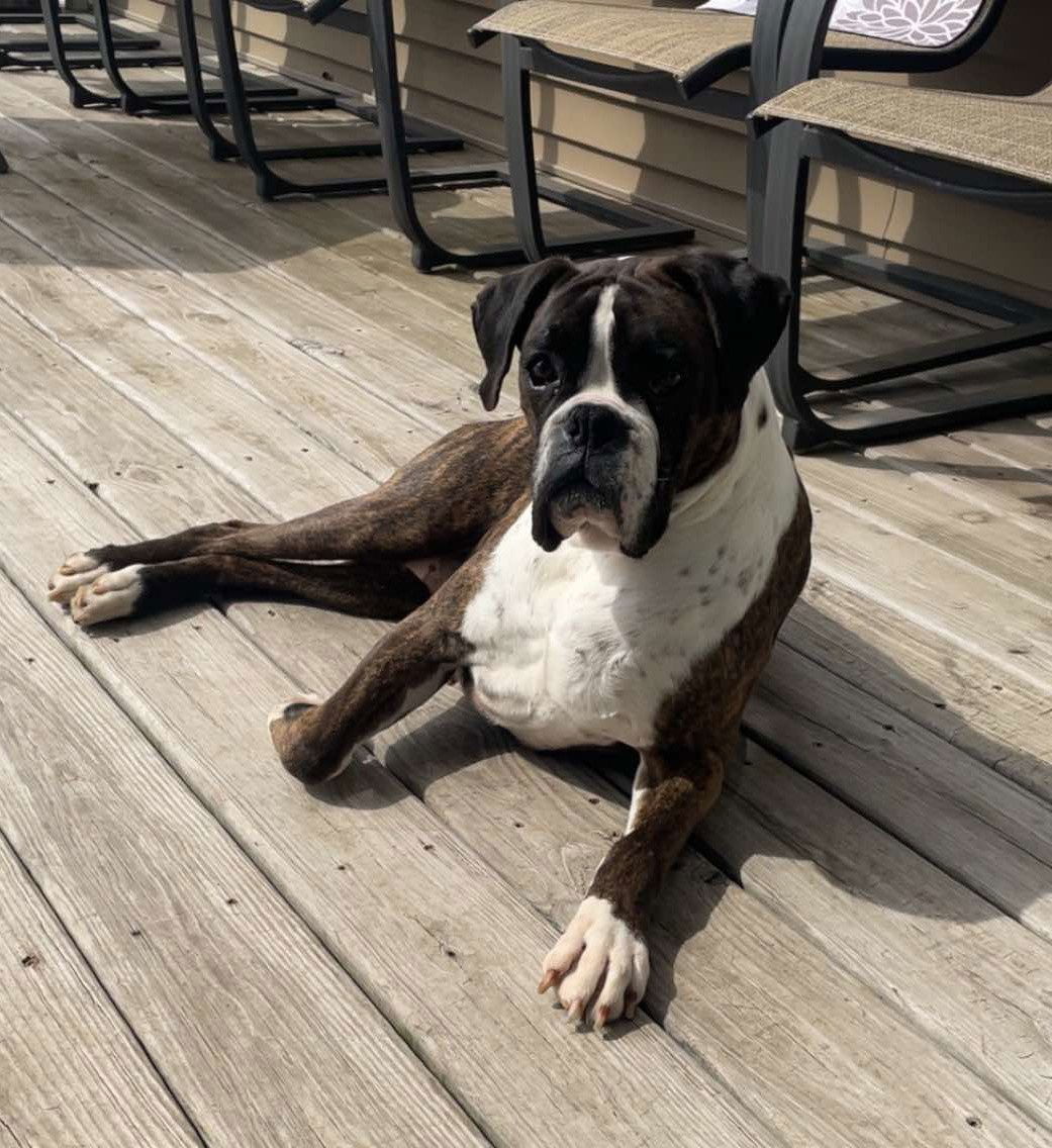 Shirley - ADOPTION PENDING!!!