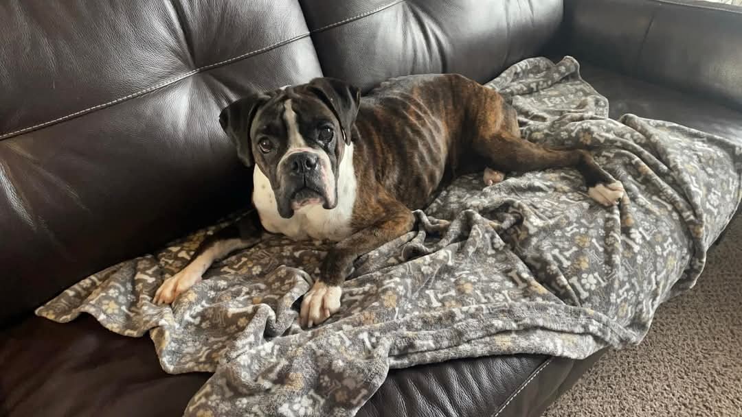 Shirley - ADOPTION PENDING!!!