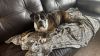 Shirley - ADOPTION PENDING!!! photo 2
