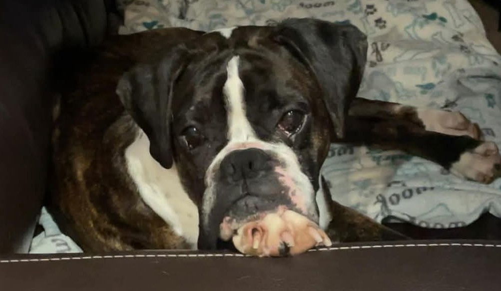 Shirley - ADOPTION PENDING!!!