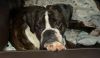 Shirley - ADOPTION PENDING!!! photo 3