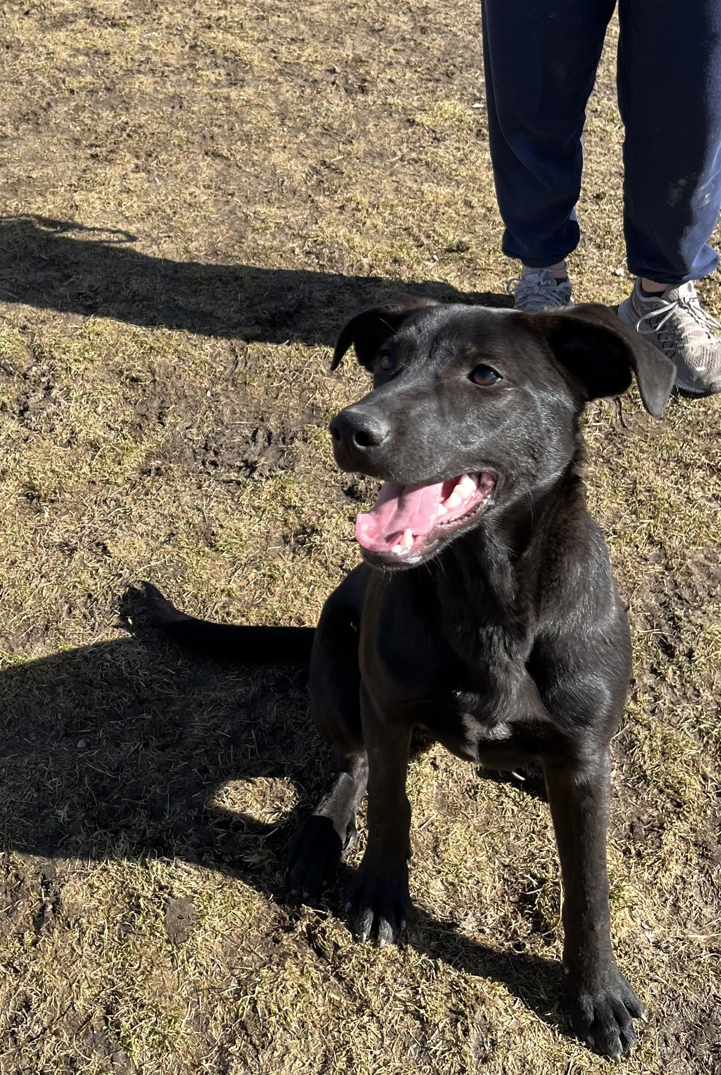 Willie, an adoptable Mixed Breed in Emmett, ID, 83617 | Photo Image 1