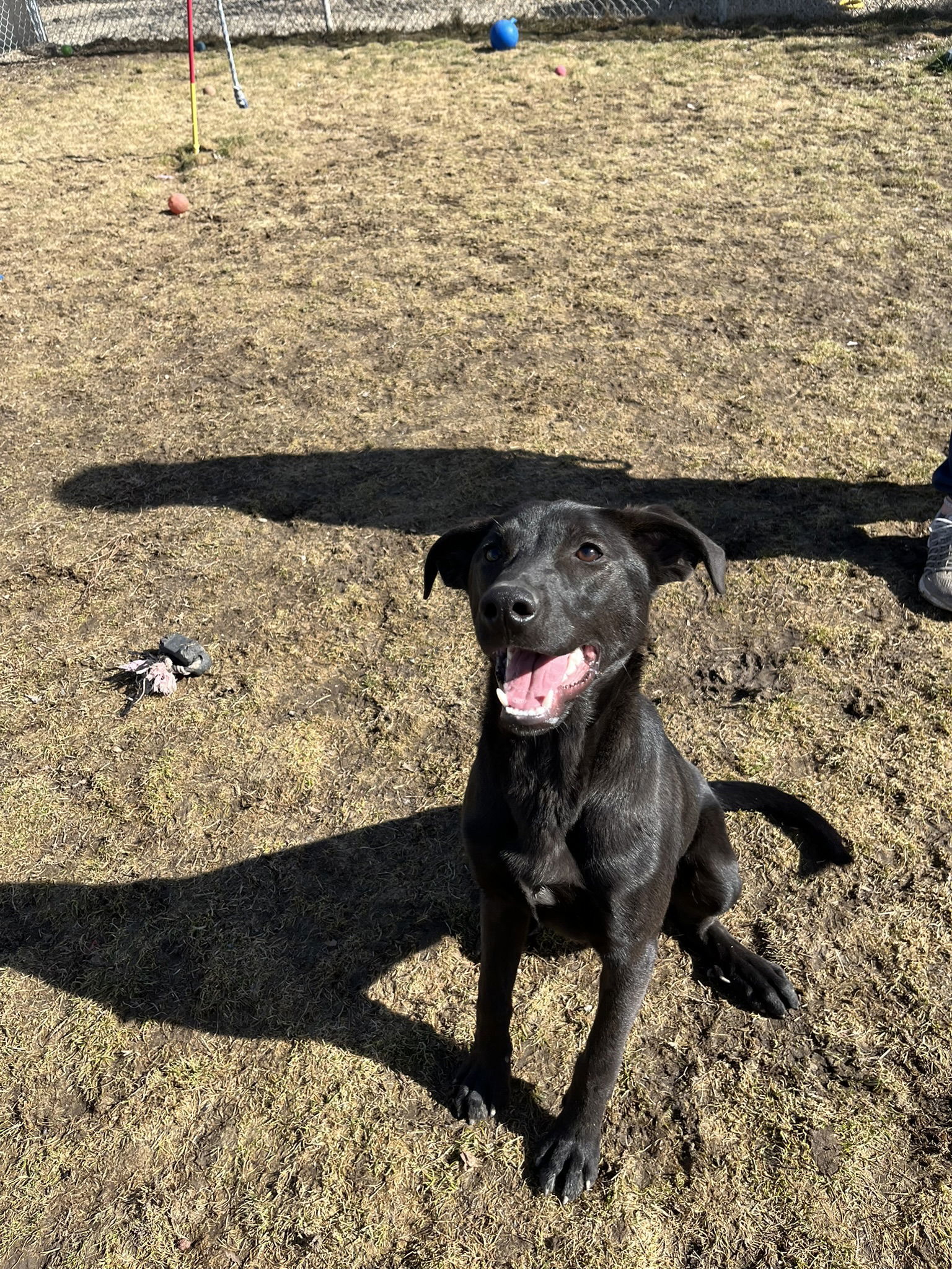 Willie, an adoptable Mixed Breed in Emmett, ID, 83617 | Photo Image 2