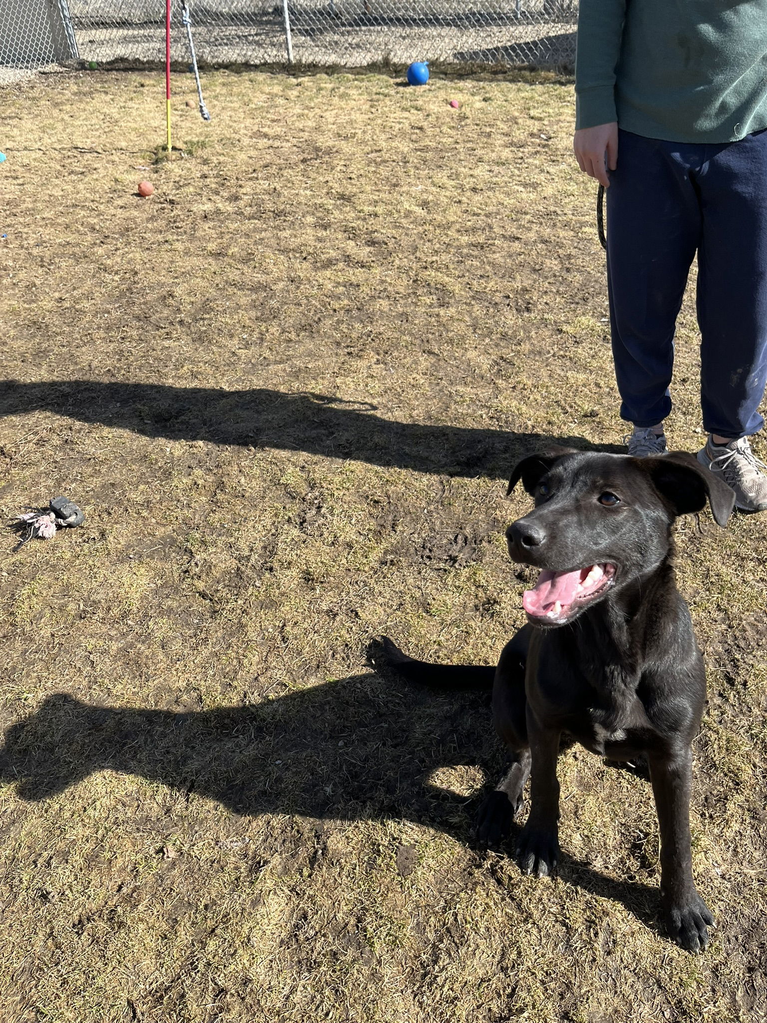 Willie, an adoptable Mixed Breed in Emmett, ID, 83617 | Photo Image 3