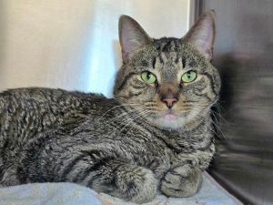 Peter Pan, Adult Male Domestic Short Hair