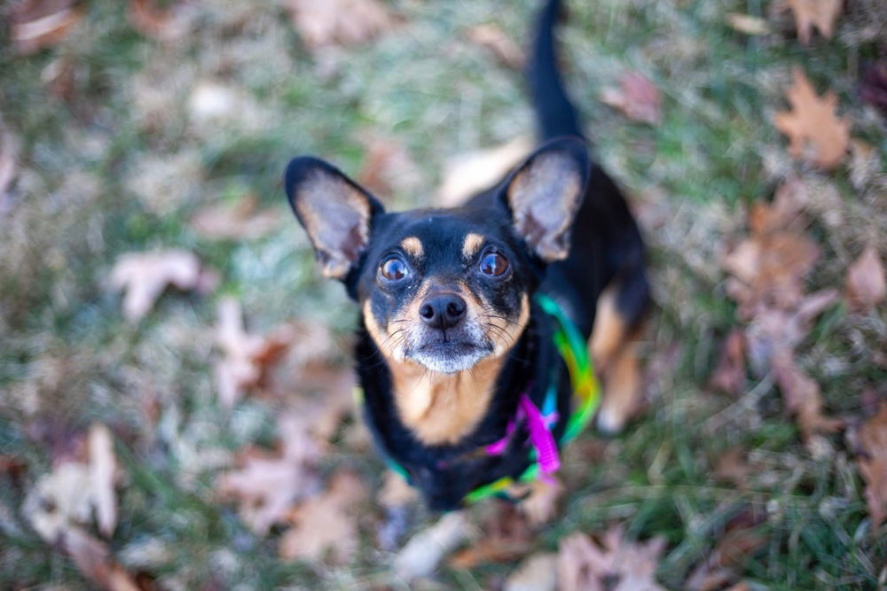 Bella ~