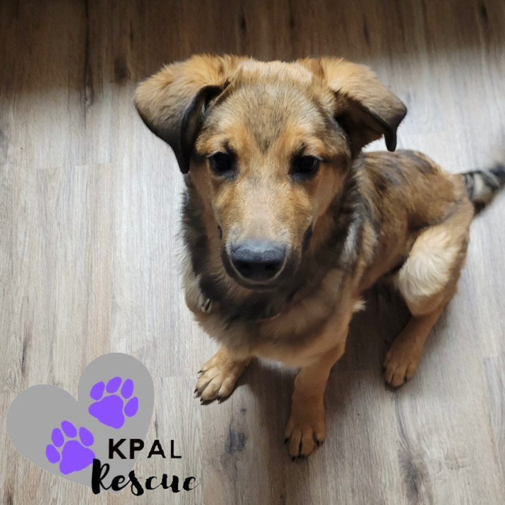 Max, an adoptable German Shepherd Dog, Mixed Breed in Kenai, AK, 99611 | Photo Image 1