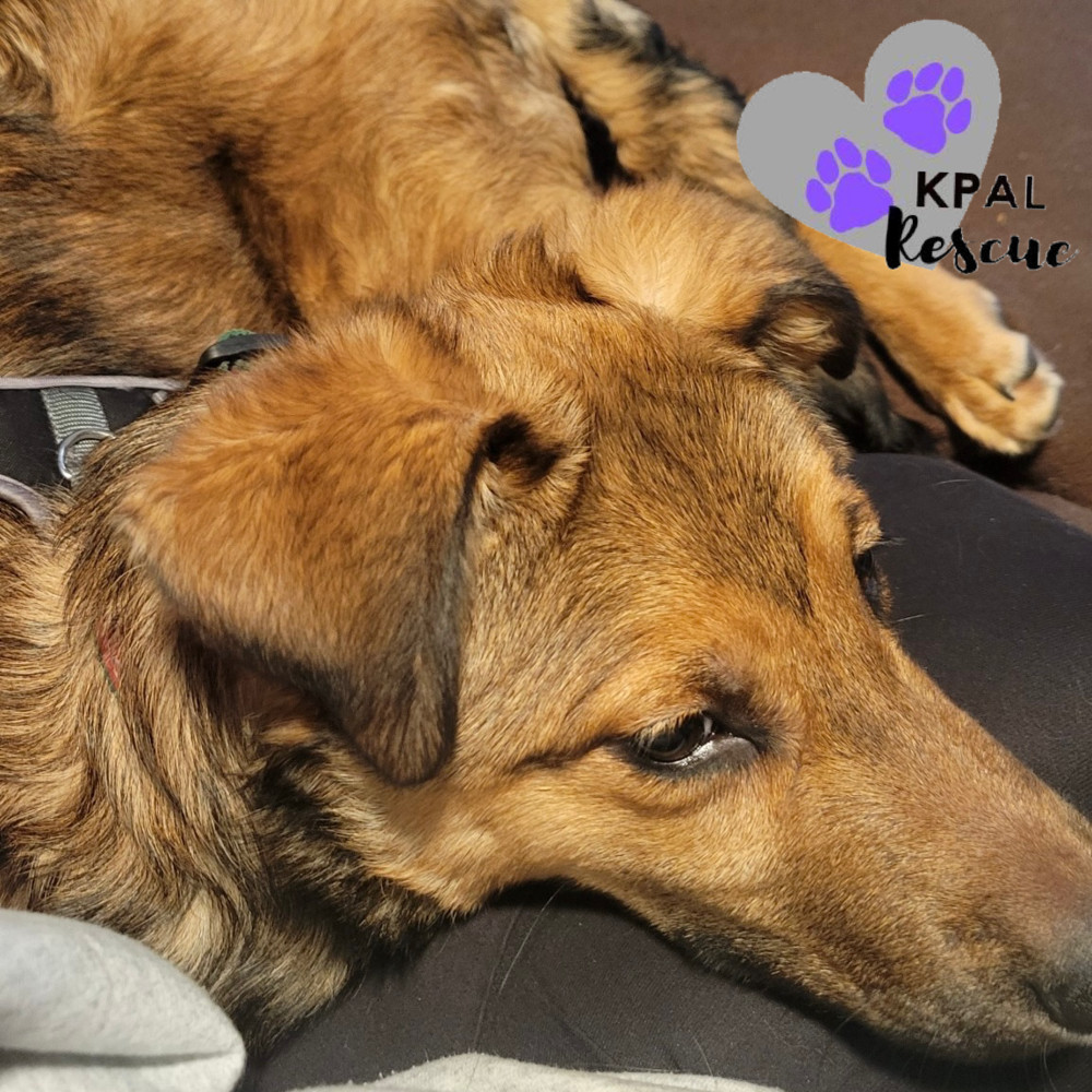 Max, an adoptable German Shepherd Dog, Mixed Breed in Kenai, AK, 99611 | Photo Image 2