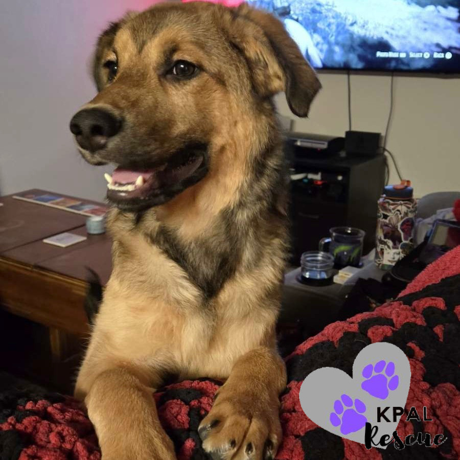 Max, an adoptable German Shepherd Dog, Mixed Breed in Kenai, AK, 99611 | Photo Image 3