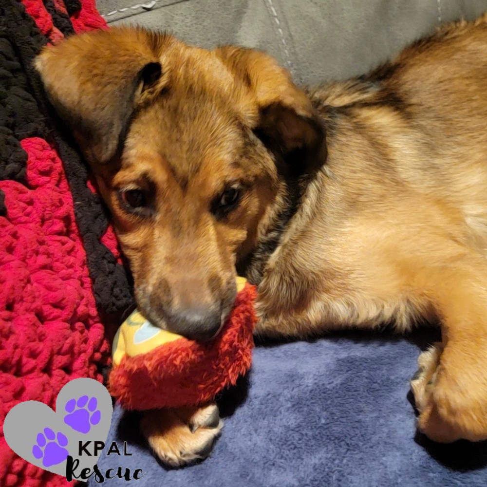 Max, an adoptable German Shepherd Dog, Mixed Breed in Kenai, AK, 99611 | Photo Image 4