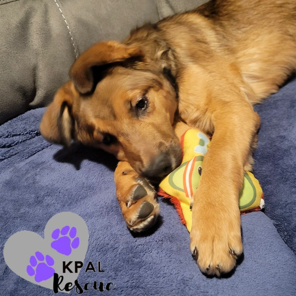 Max, an adoptable German Shepherd Dog, Mixed Breed in Kenai, AK, 99611 | Photo Image 6