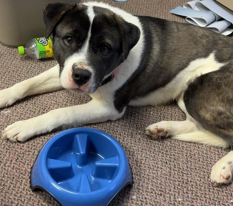 Beans, an adoptable Akita, Saint Bernard in Elbow Lake, MN, 56531 | Photo Image 1