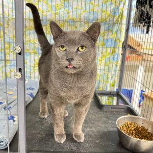TOM, Adult Male Domestic Short Hair