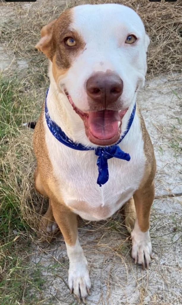 Jax, an adoptable Mixed Breed in San Juan de Abajo, NAY, 63732 | Photo Image 1