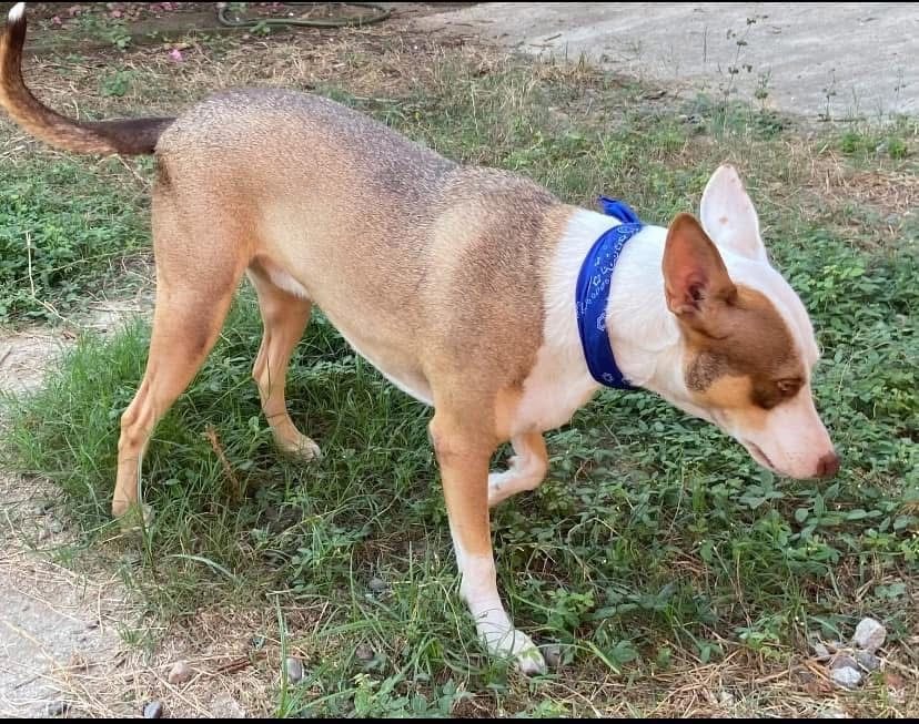 Jax, an adoptable Mixed Breed in San Juan de Abajo, NAY, 63732 | Photo Image 3