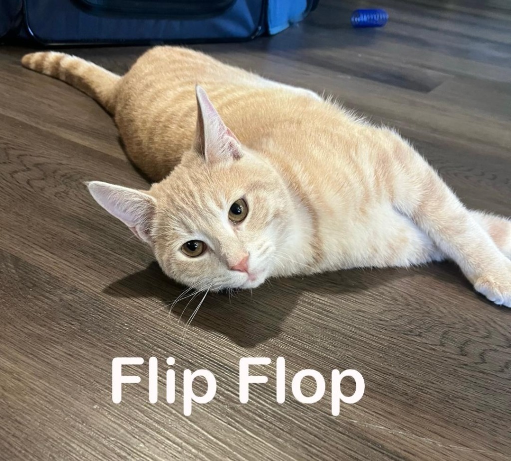 Flip Flop