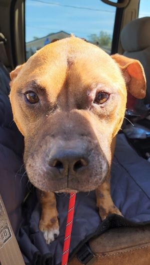Chance, Adult Male Boxer