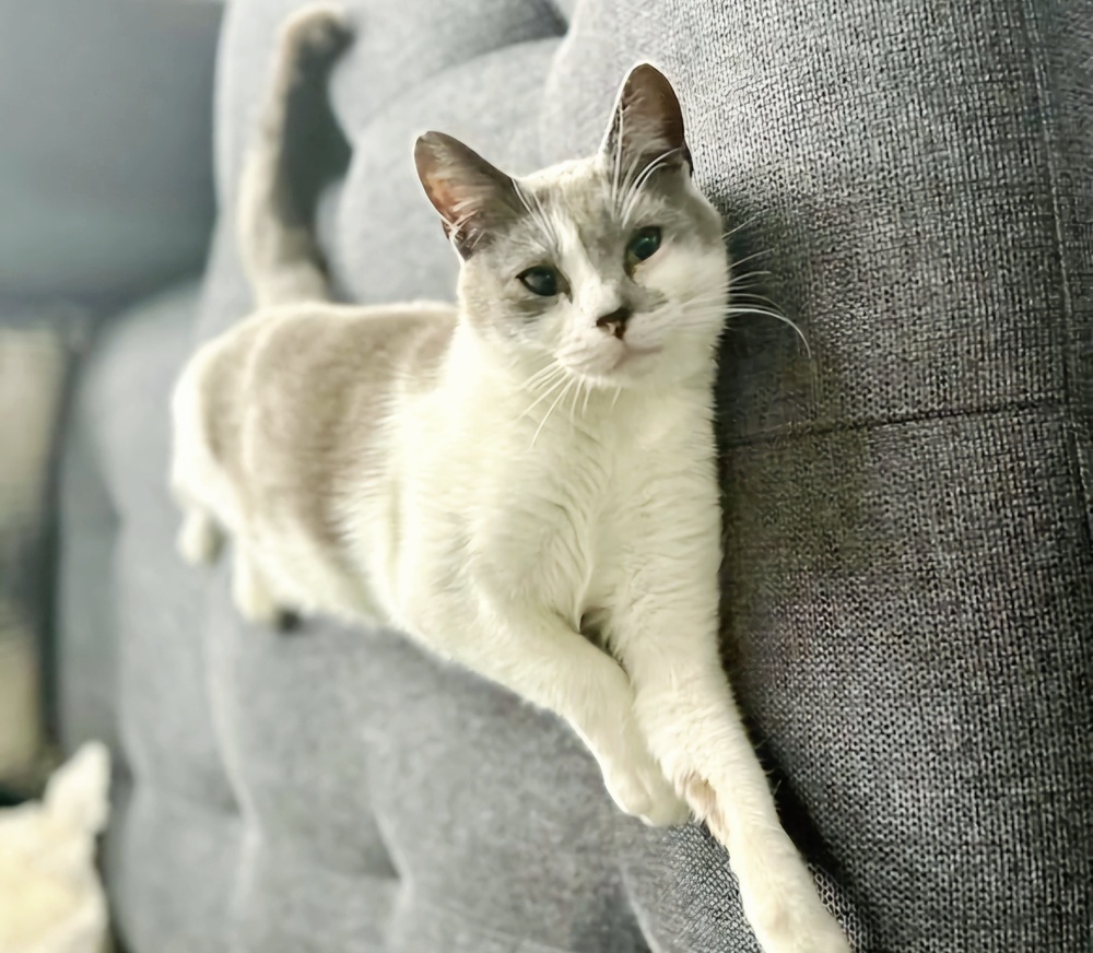 Willow