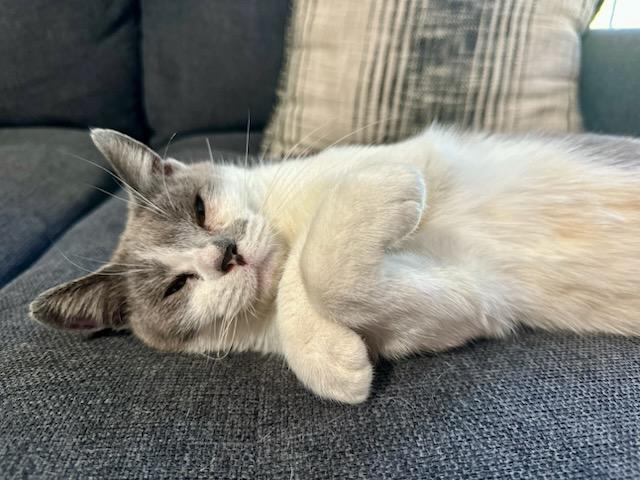 Willow