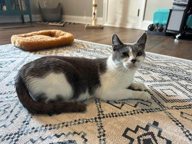 Willow