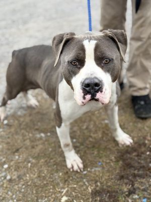 Roscoe 2.0 23D-0466