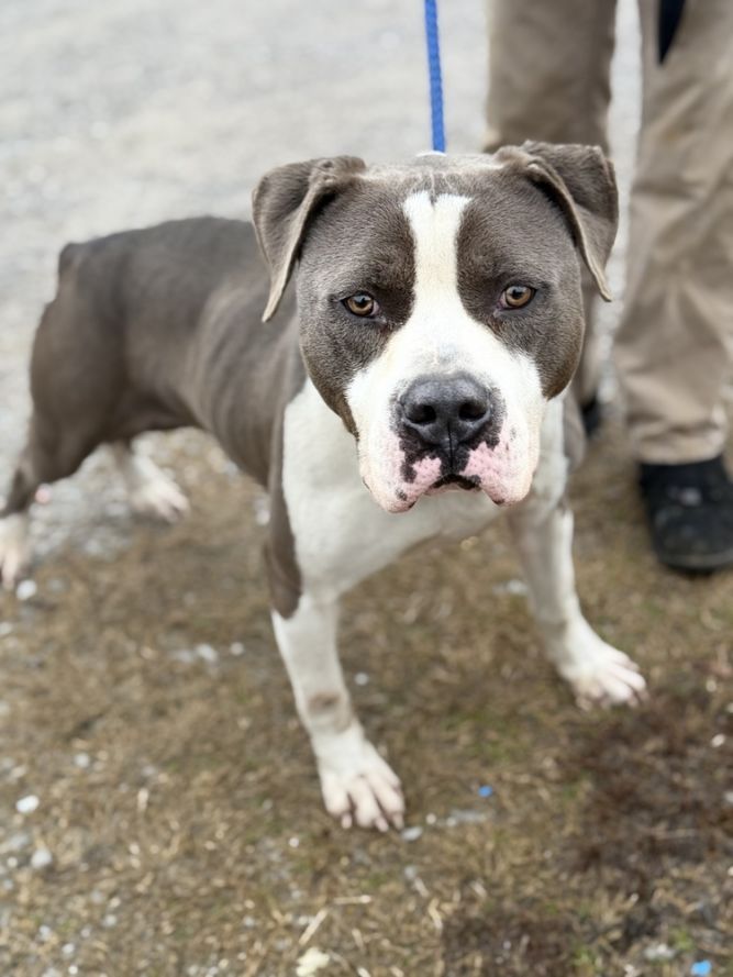 Roscoe 2.0 23D-0466