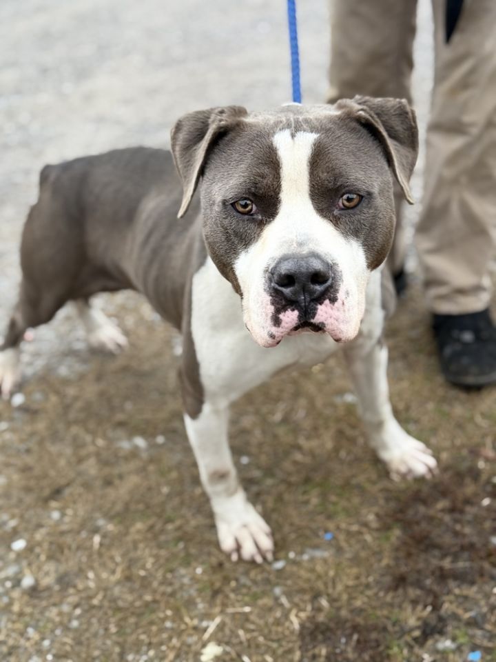 Roscoe 2.0 23D-0466 1